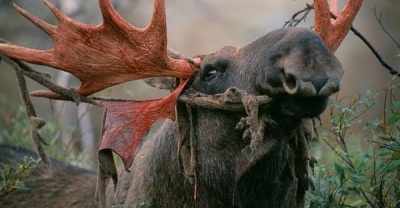 В ТВЕРСКОЙ ОБЛАСТИ  ВЫЯВЛЕН СЛУЧАЙ ОПАСНОГО ЗАБОЛЕВАНИЯ У ЛОСЕЙ, КОТОРОЕ МОЖЕТ ПЕРЕДАВАТЬСЯ ЛЮДЯМ