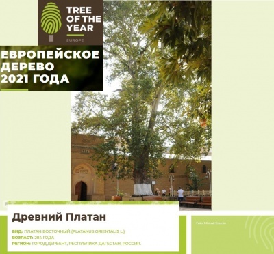 КОНКУРС «ЕВРОПЕЙСКОЕ ДЕРЕВО ГОДА – 2021»